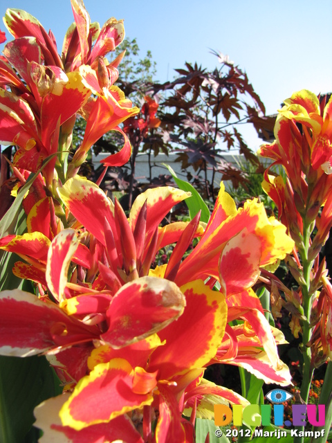 SX24258 Red and yellow flowers at Floriade